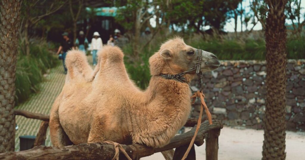 Hump Day
